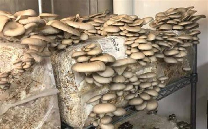 What are the most profitable mushrooms to grow?