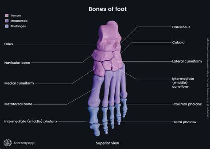 What are the names of the bones in the foot?