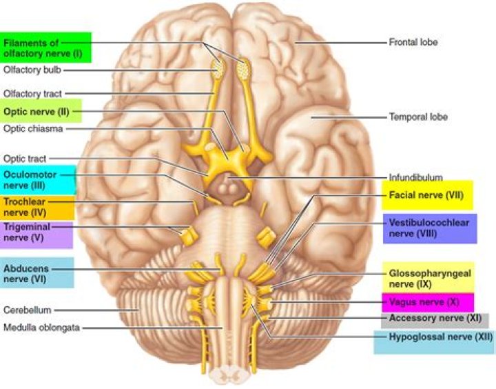 What are the nerves in the brain called?