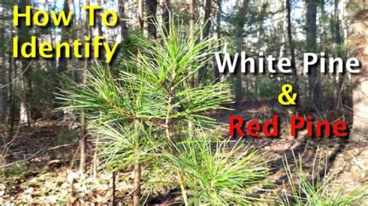 What are the properties of red pine?