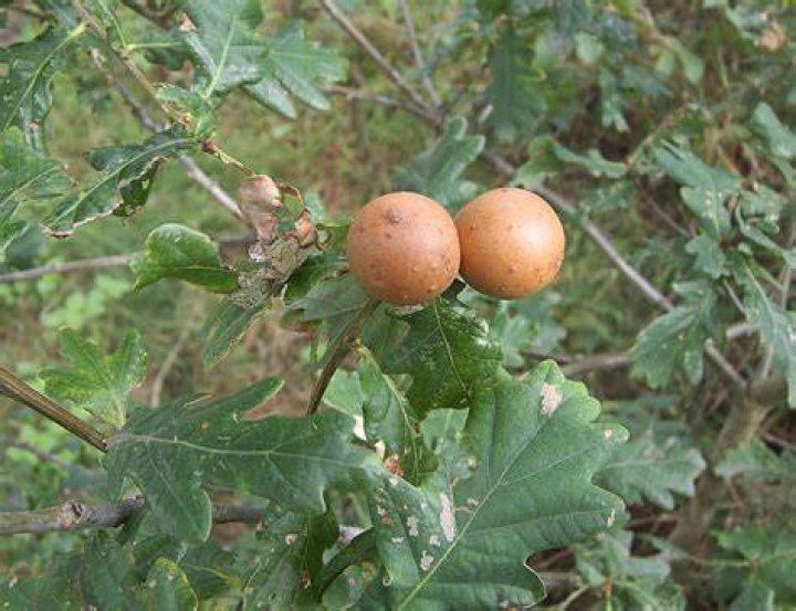 What are the round balls on oak trees?