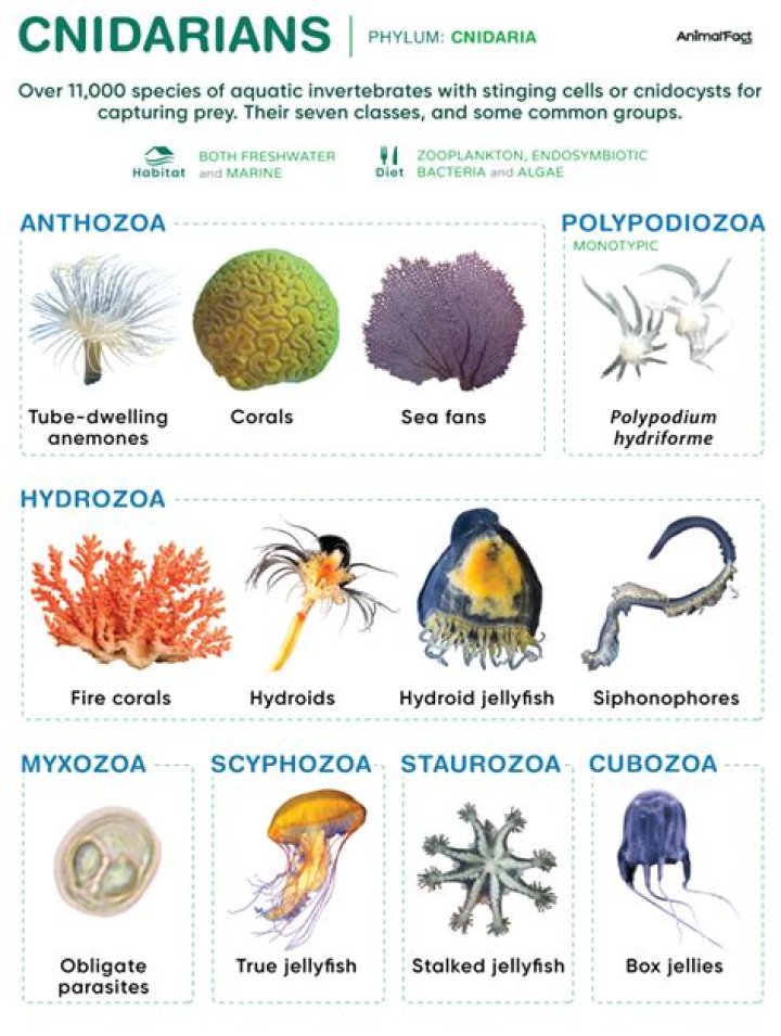 What are the two body types for cnidarians?