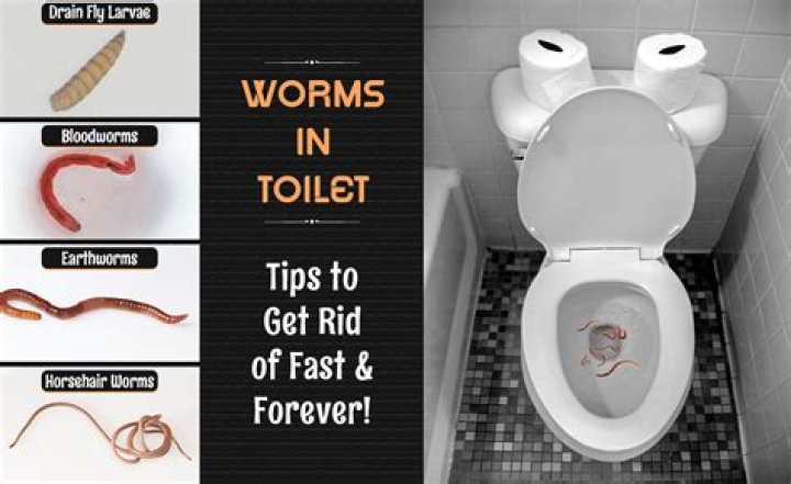 What are the worms that come out of flies?