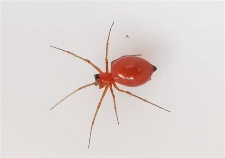 What are these tiny red spiders?