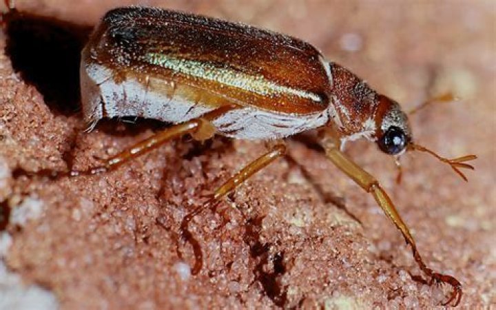 What are those brown beetles?