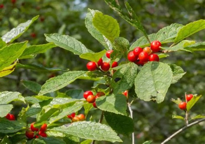 What are those red berries on trees?