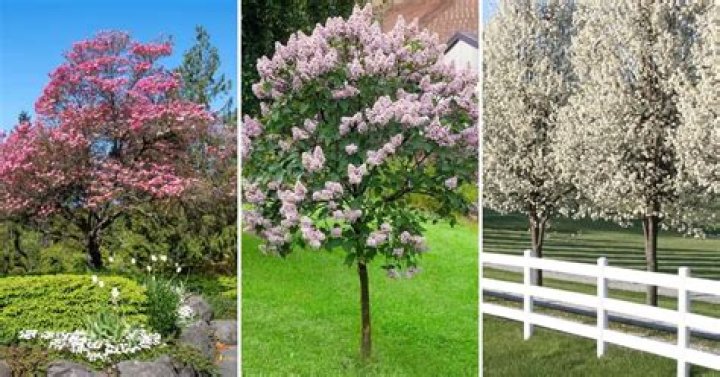 What are three things Esperanza has in common with the trees?
