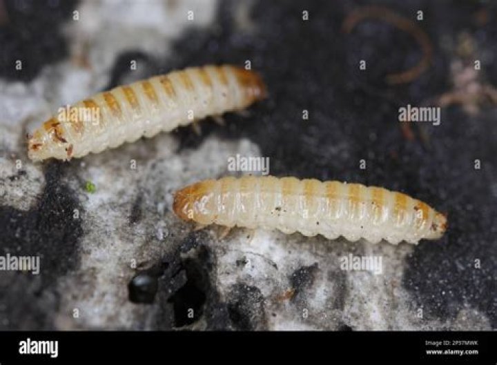 What are white larvae? | ContextResponse.com