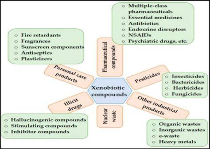 What are xenobiotics compounds?