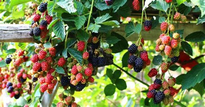 What berries grow in California?
