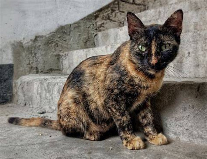 What breed is a tortoiseshell cat?