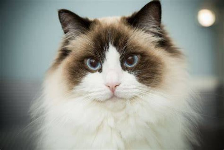 What breed of cat has a fluffy tail?