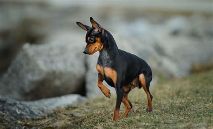 What breeds make a min pin?