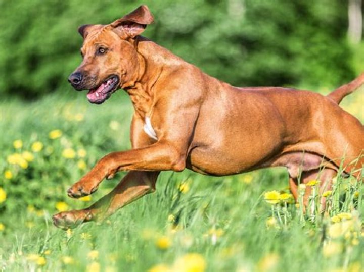 What breeds make a Rhodesian Ridgeback?