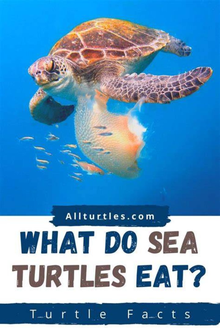 What can Aquatic turtles eat?