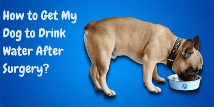 What can I give my dog to drink other than water?