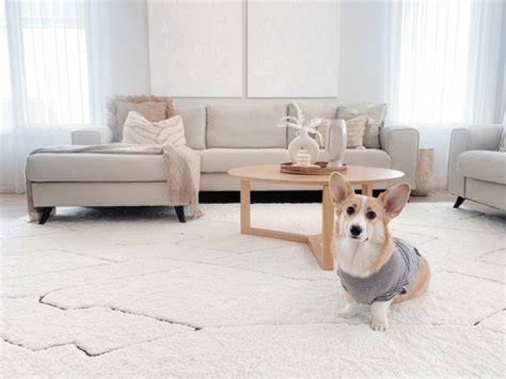 What can I put on my carpet to stop my dog from peeing on it?
