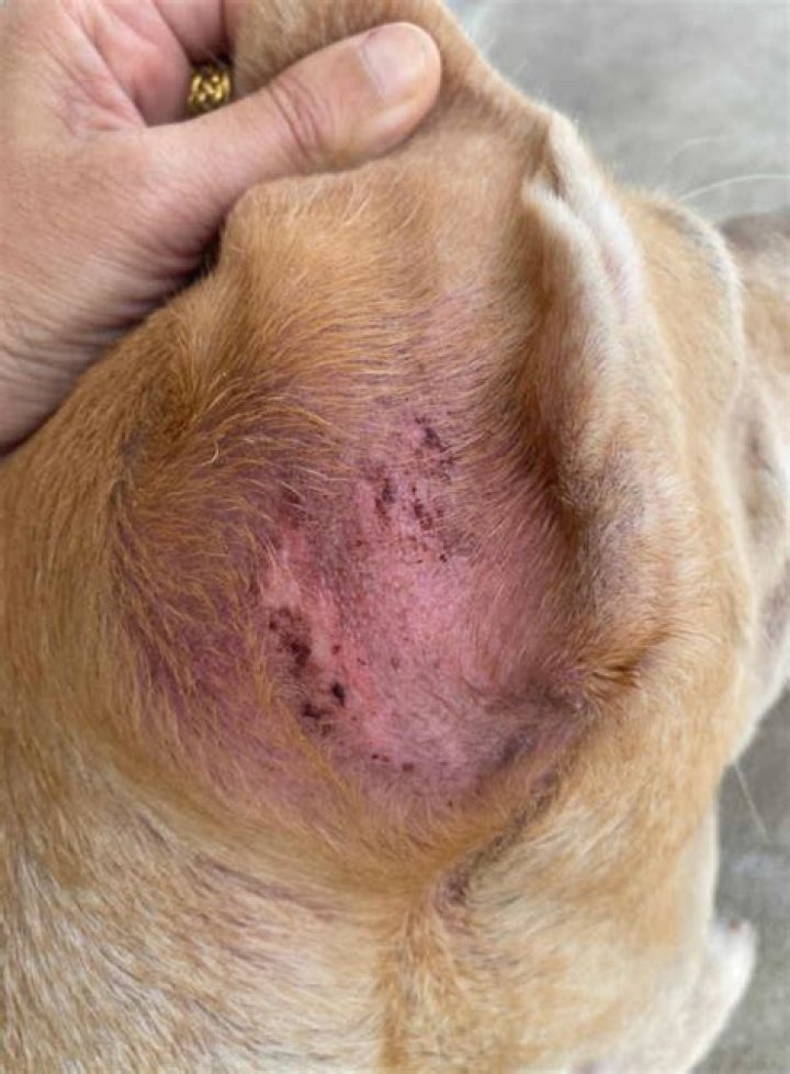 What can I put on my dog for mosquitoes?