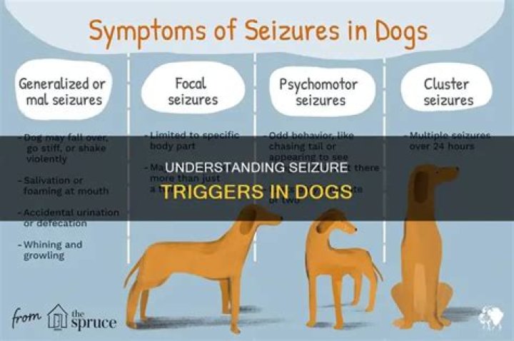 What can trigger seizures in dogs?