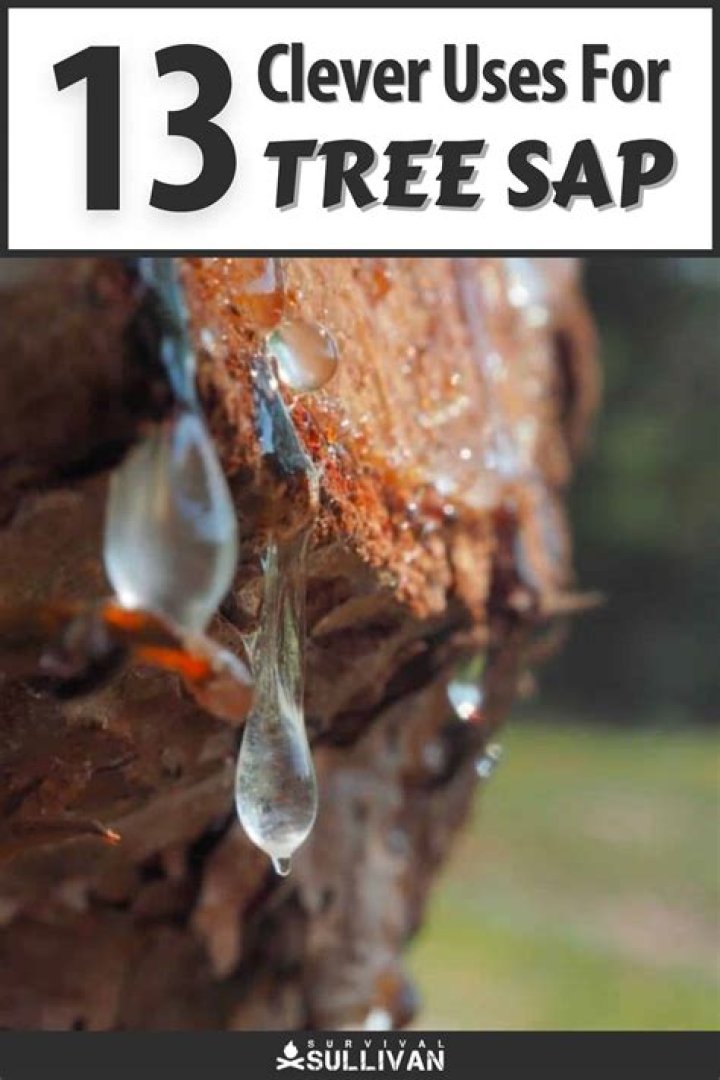 What can you do with tree sap?