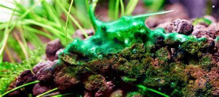 What causes an algae bloom in an aquarium?
