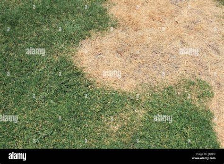 What causes brown patches in Bermudagrass?