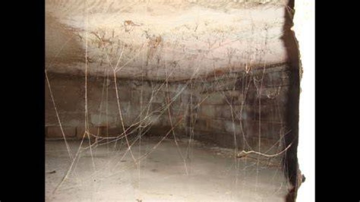 What causes cobwebs in basement?