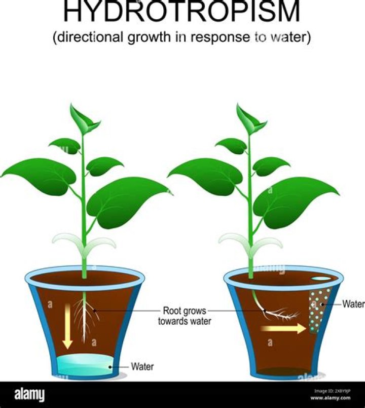 What causes Hydrotropism? | ContextResponse.com