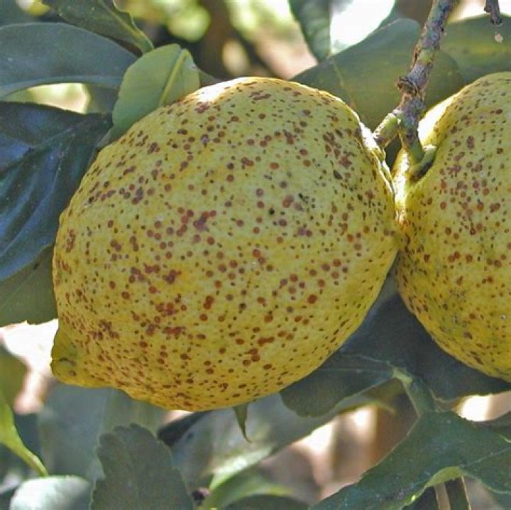 What causes lumps on lemons?