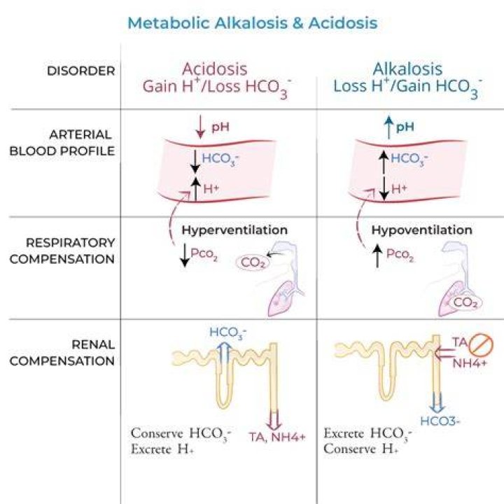 What causes metabolic acidosis and alkalosis?