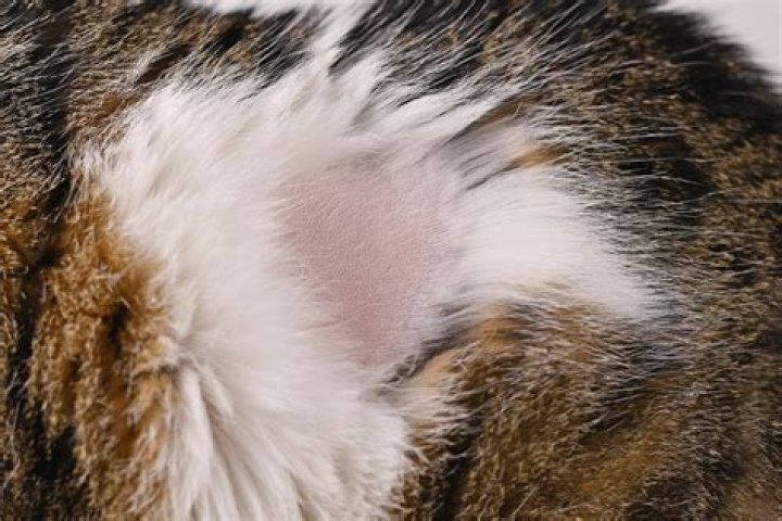 What causes sores on my cat's skin?