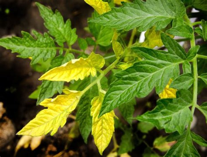 What causes tomato seedlings to turn yellow?