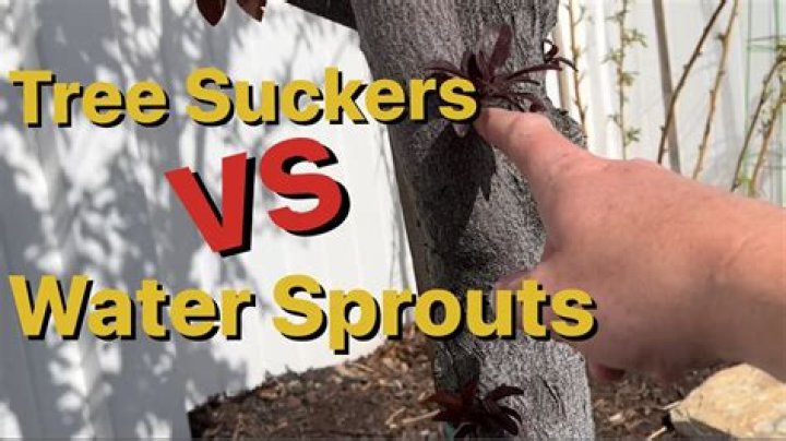 What causes water sprouts? | ContextResponse.com