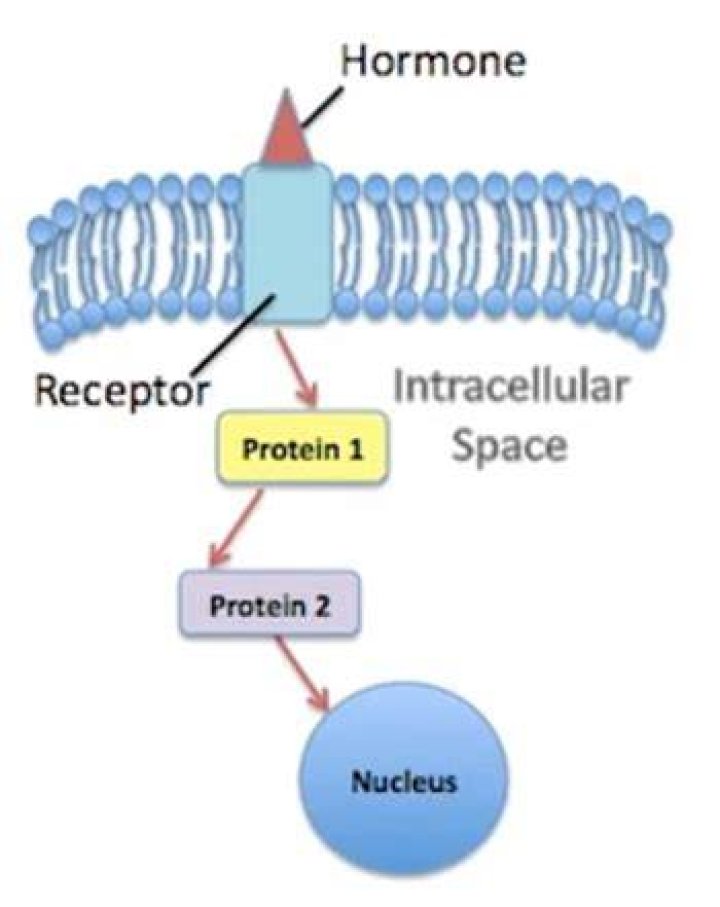 What cell makes and secretes a protein based hormone?