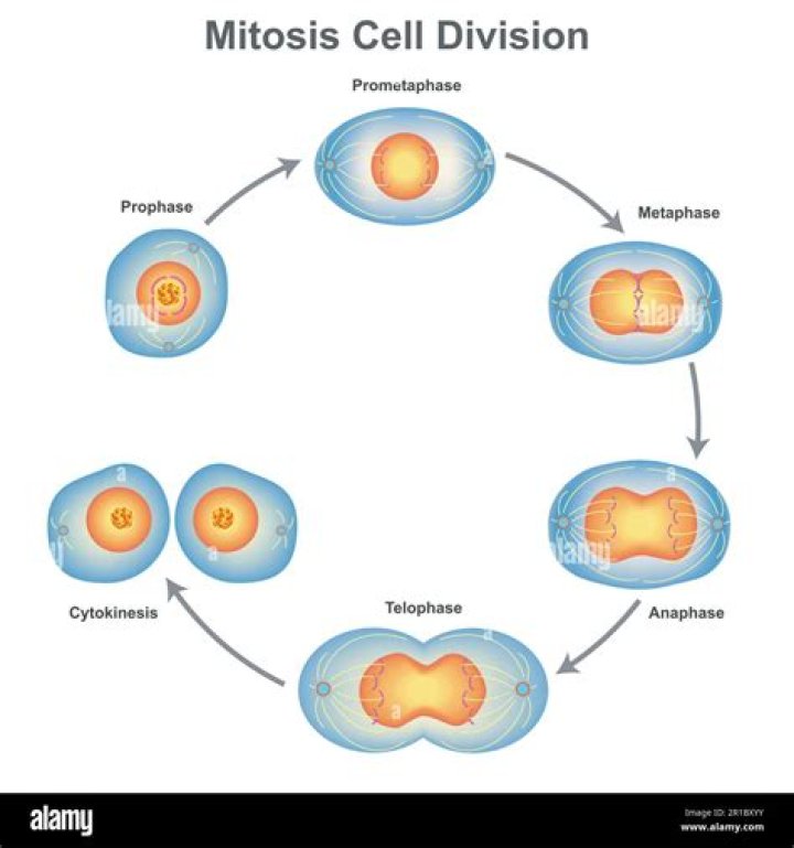 What cell structures are involved in mitosis?