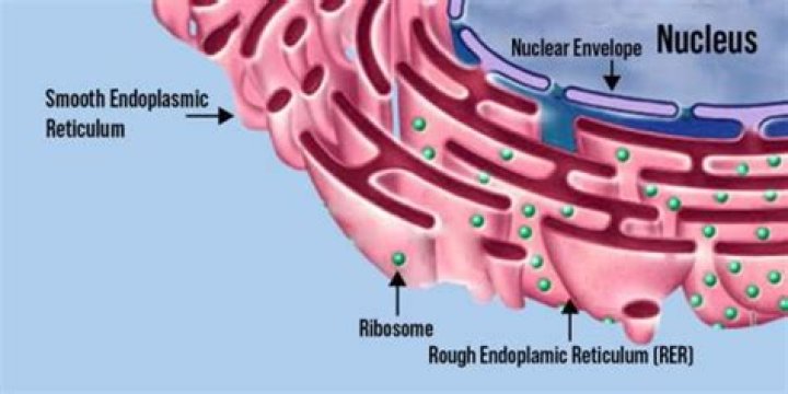What cells is the rough ER found in?