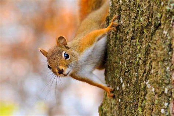 What chemicals kill squirrels? | ContextResponse.com