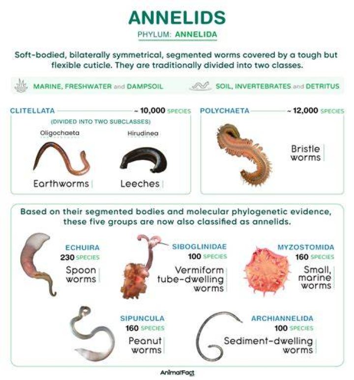 What class of annelid is entirely Marine?