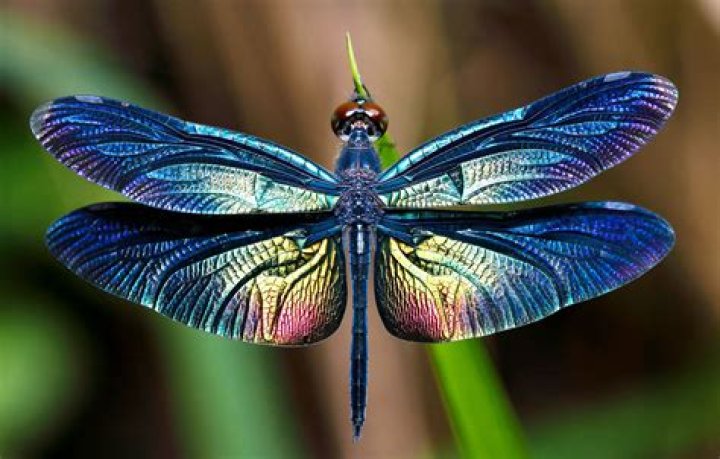What color are dragonflies?