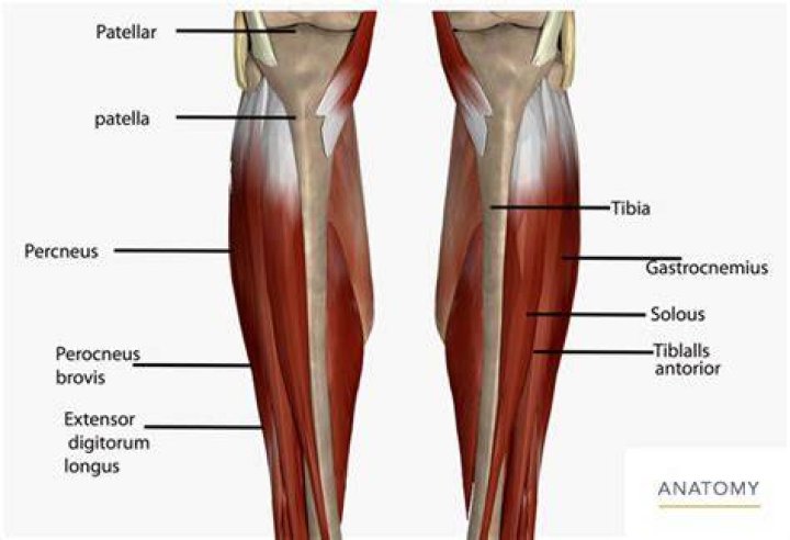 What connects your calf to your knee?