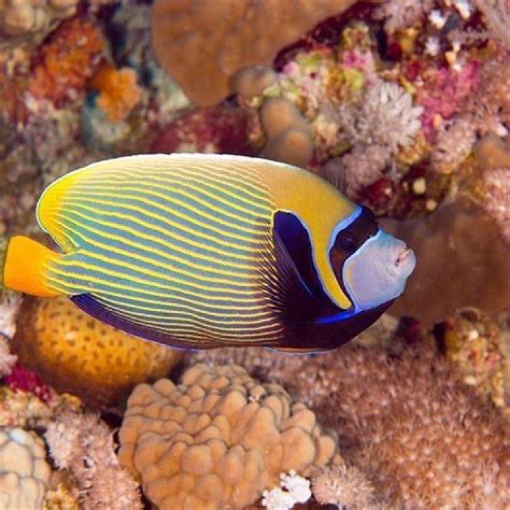 What corals are safe with Emperor angelfish?