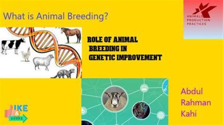 What defines animal breeding?