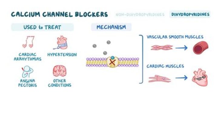 What do calcium channel blockers do?