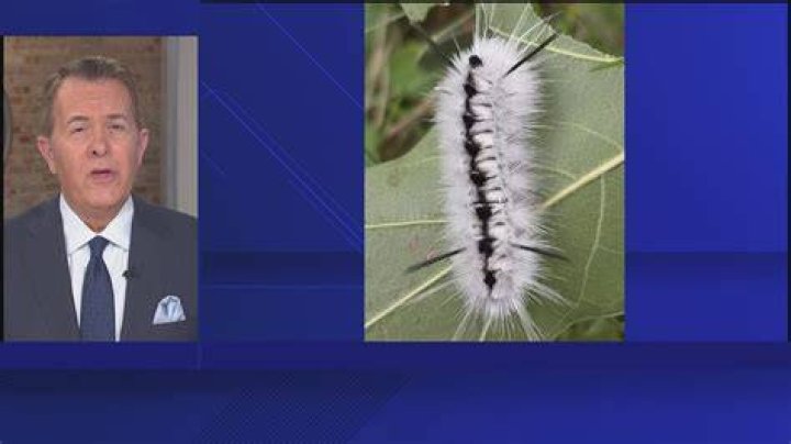 What do caterpillars do at night?