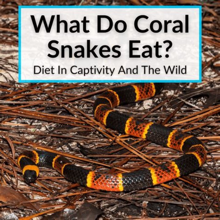 What do coral snakes eat?