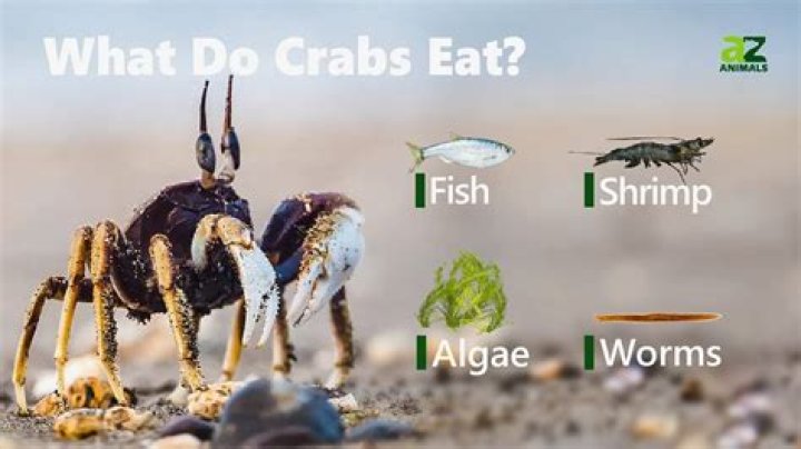 What do crabs feed on?