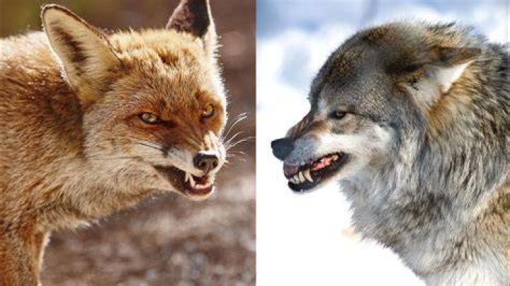 What do foxes not like?