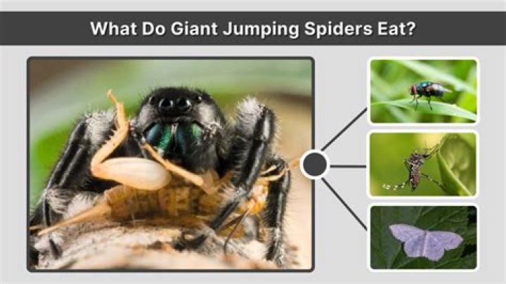 What do giant spiders eat?