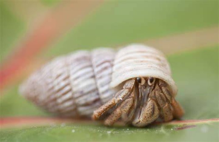 What do hermit crabs eat in captivity?
