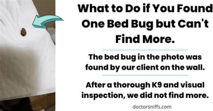 What do I do if I find a bed bug?